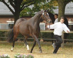 Zuchtstute Rheinhilde (Trakehner, 2006, von Couracius)