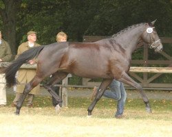 broodmare Honeybee (Trakehner, 2006, from Distelzar)