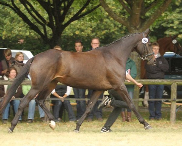 Zuchtstute Herbstsonne (Trakehner, 2007, von Herzensdieb)