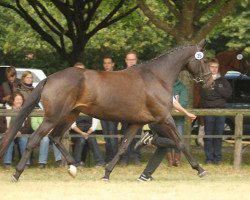 broodmare Herbstsonne (Trakehner, 2007, from Herzensdieb)