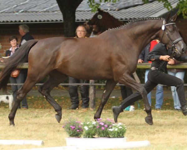 horse Society Crown (Trakehner, 2008, from Polarion)