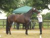 broodmare Palmlilie (Trakehner, 2009, from Gut Saalhoff's Canzler)