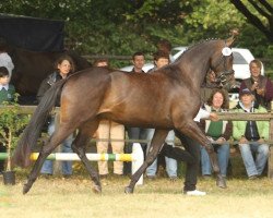 broodmare Elize (Trakehner, 2009, from Hofrat)