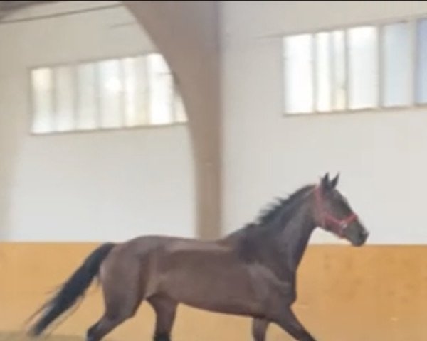 broodmare Barcelona du Balou (Hanoverian, 2014, from Valentino)