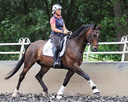 dressage horse Helios C (Hessian Warmblood, 2006, from Hibiskus)