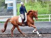 dressage horse Lord Tudor (Hanoverian, 2010, from Londonderry)