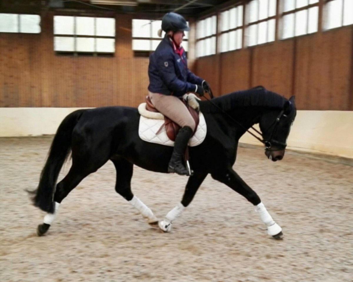 dressage horse Sunrise Surprise (Hanoverian, 2010, from Sancisco)