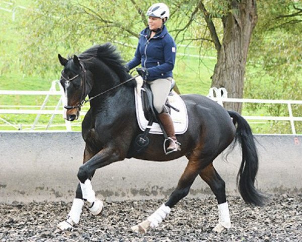 dressage horse Con un poco de Suerte (Hanoverian, 2008, from Conteur)