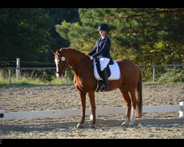 dressage horse Charmeur 420 (German Riding Pony, 2009, from Top Champy)