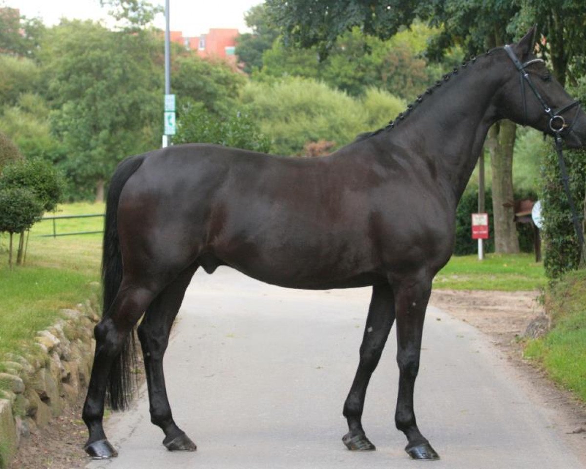 jumper Corchimint (Holsteiner, 2007, from Cormint)