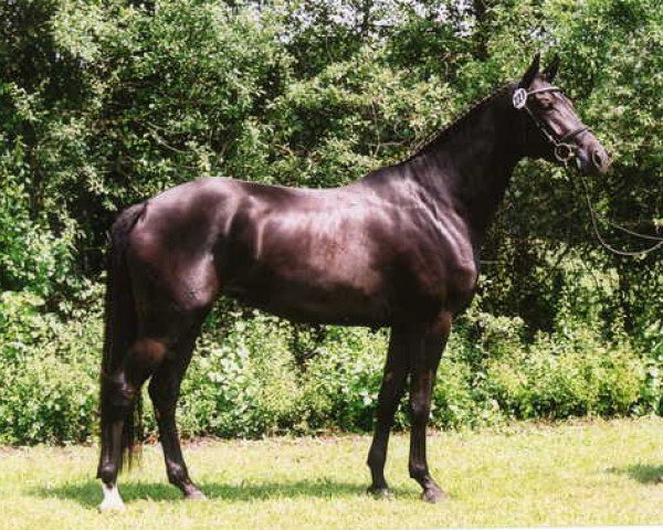 Pferd Her Highness (Trakehner, 2004, von Lafayette)