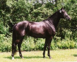 horse Her Highness (Trakehner, 2004, from Lafayette)