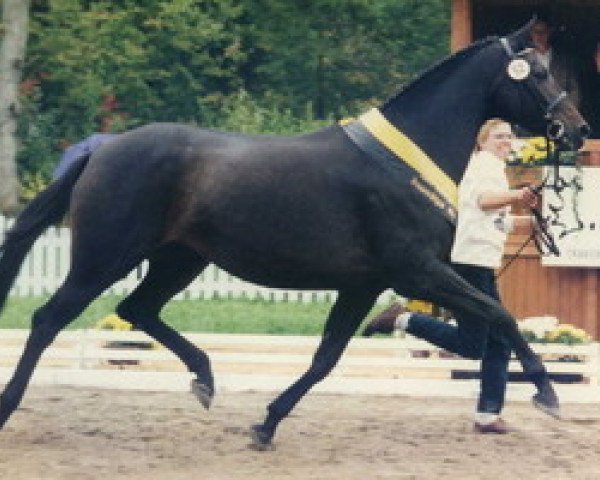 broodmare Isola Irenka (Trakehner, 1986, from Arogno)