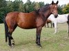 broodmare Danaé II (Trakehner, 2003, from Sonnenstrahl 3417)