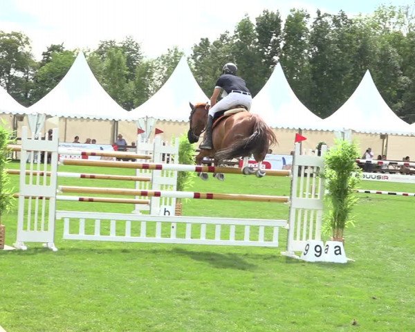Reitturnier Kappelen-Lyss 2019