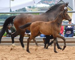 Dressurpferd Hengst von Octavian x Cadeau (Trakehner, 2016, von Octavian)