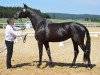 dressage horse Karice HS (Trakehner, 2012, from All Inclusive)