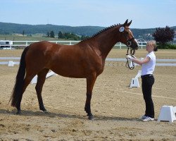 broodmare Minzblut (Trakehner, 2011, from Beg xx)