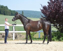 Zuchtstute Marienhof's Happy Ma Belle (Trakehner, 2011, von Abendtanz)