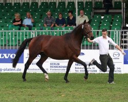 broodmare Greta (Trakehner, 2010, from Oliver Twist)