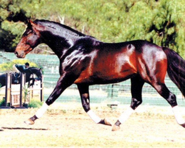 Deckhengst Just the Best (KWPN (Niederländisches Warmblut), 1991, von Octrooi)