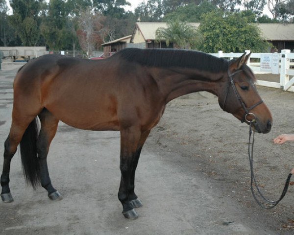 horse Clearly the Best (KWPN (Royal Dutch Sporthorse), 2007, from Just the Best)