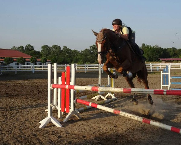 jumper Wild Willi (Hanoverian, 1998, from Weltmeyer)