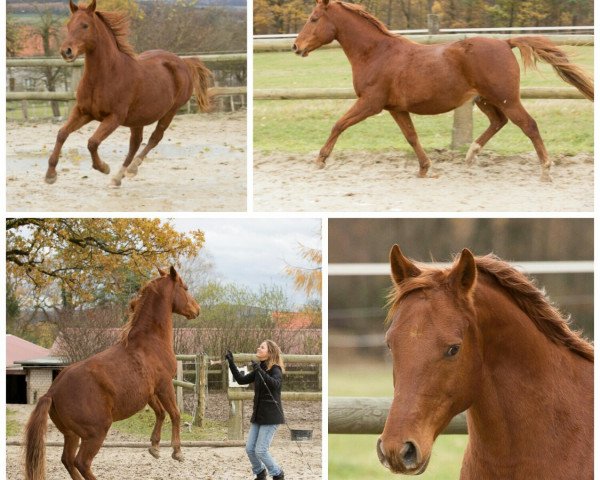 horse Nesquik 19 (German Riding Pony, 2006, from Nalet Stern ox)