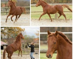 Pferd Nesquik 19 (Deutsches Reitpony, 2006, von Nalet Stern ox)