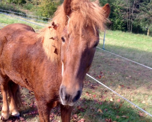 broodmare Hera vom Mönchhof (Iceland Horse, 2006, from Nör von Bucherbach)