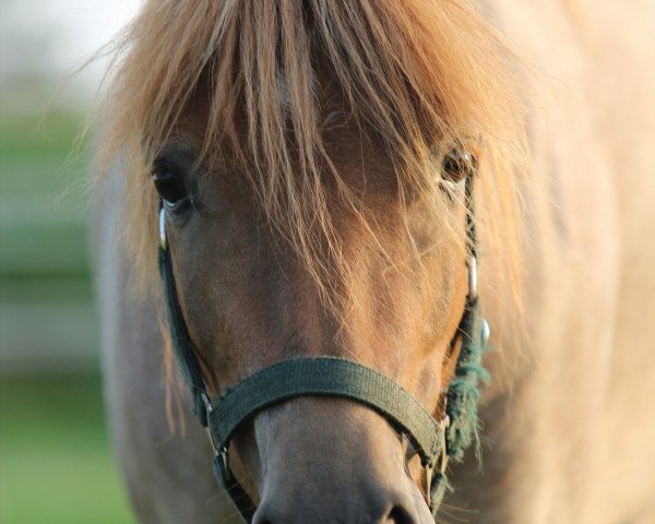 dressage horse Keep a Smile (unknown, 2009)