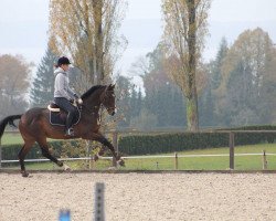 jumper Diarado's Flying Dutchman (Oldenburg, 2010, from Diarado)