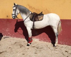 horse Anemona (Lusitano, 2012)