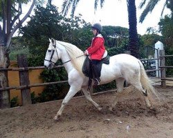 horse Tesoro (Lusitano, 2004)