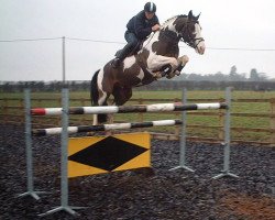 stallion Urban (KWPN (Royal Dutch Sporthorse), 2001, from Poor Boy)