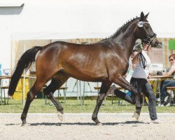 broodmare Ma Poupette (Trakehner, 2012, from Tycoon)