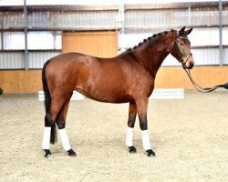 Pferd Bellis (Trakehner, 2011, von Kentucky)