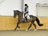 dressage horse Riverdancer HG (Trakehner, 2010, from Imperio 3)