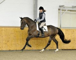 Dressurpferd Riverdancer HG (Trakehner, 2010, von Imperio 3)