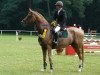 Springpferd Fidelio 293 (Trakehner, 2007, von Kasparow)