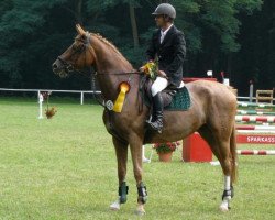 jumper Fidelio 293 (Trakehner, 2007, from Kasparow)