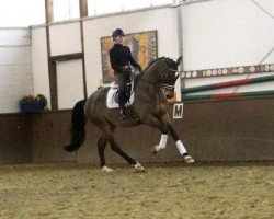 dressage horse First Time 25 (Trakehner, 2010, from Singolo)