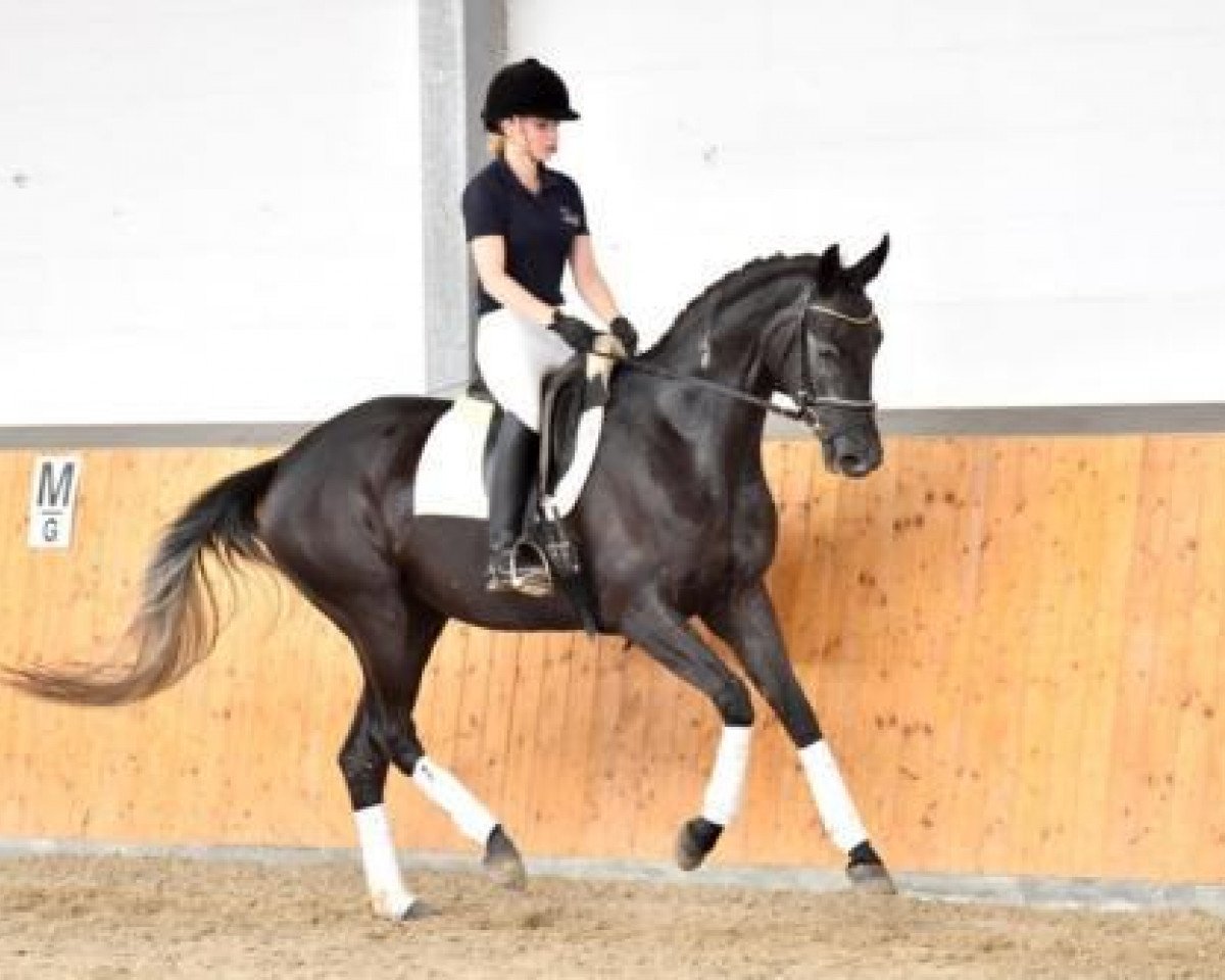 Springpferd Schwalbensinfonie 2 (Trakehner, 2011, von Best Before Midnight)