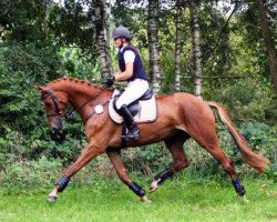 broodmare Pegah (Trakehner, 2011, from Dramatiker)