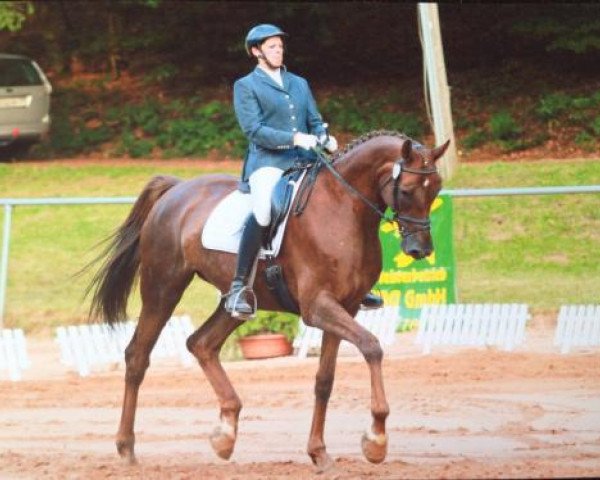 dressage horse Holunderblüte 2 (Trakehner, 2006, from Pricolino)