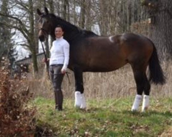 broodmare Von Herzen 2 (Trakehner, 2008, from Lauries Crusador xx)