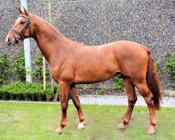 Springpferd Navarro van de Hunters (Belgisches Warmblut, 2013, von Hunters Scendro)