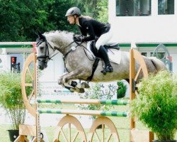 jumper Hermann 78 (Trakehner, 2010, from Handryk)