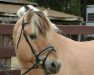 stallion Valbjorn (Fjord Horse, 1985, from Sleipner)