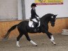 dressage horse Der Römer (Trakehner, 2012, from Abendtanz)